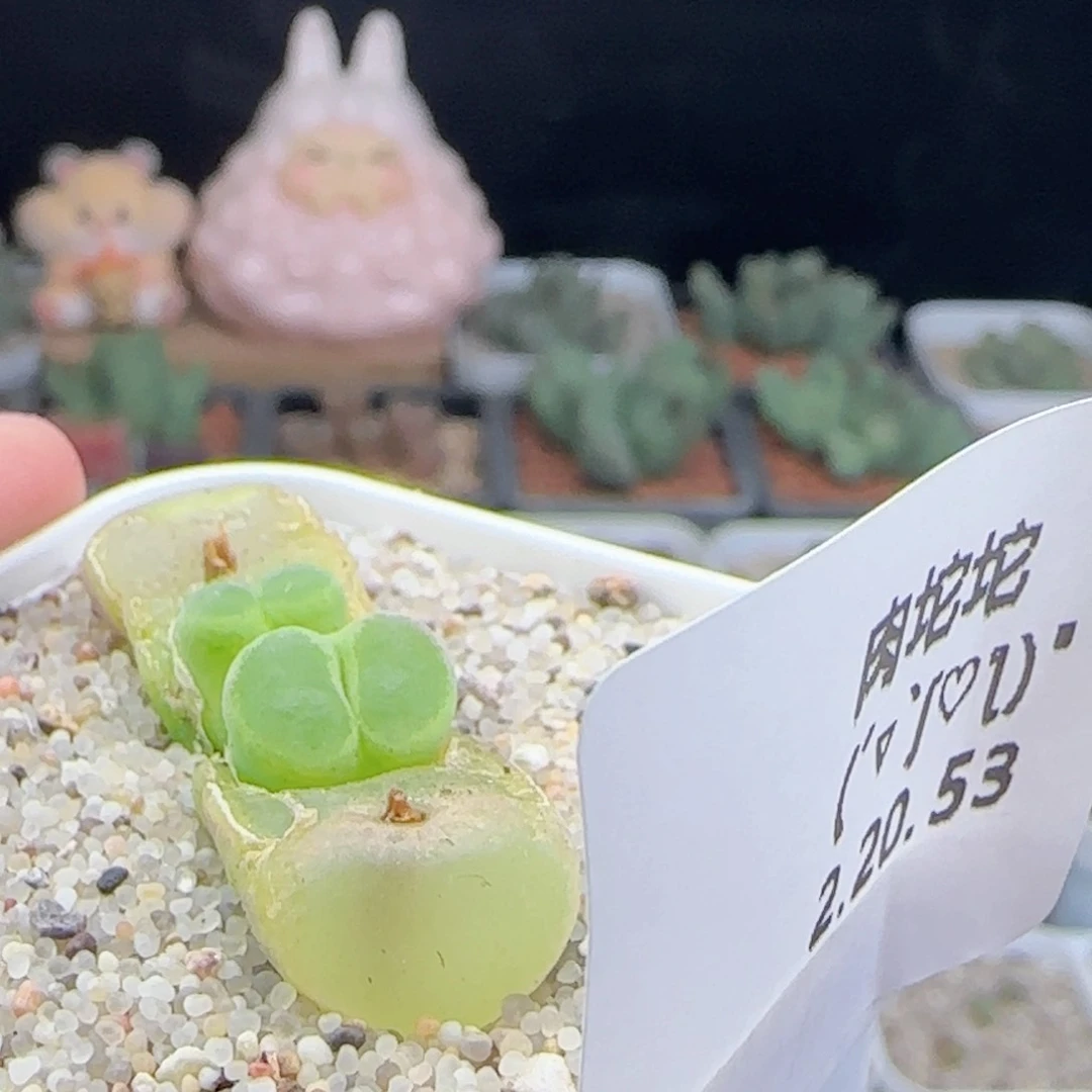 贤**觉2.20.53/粉女/多肉