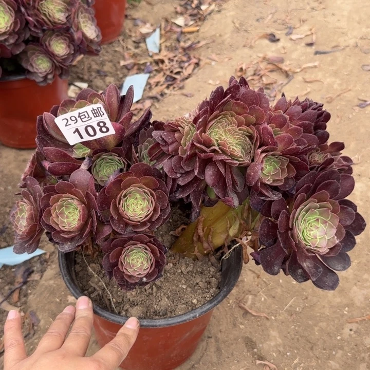 万缀……多肉植物……