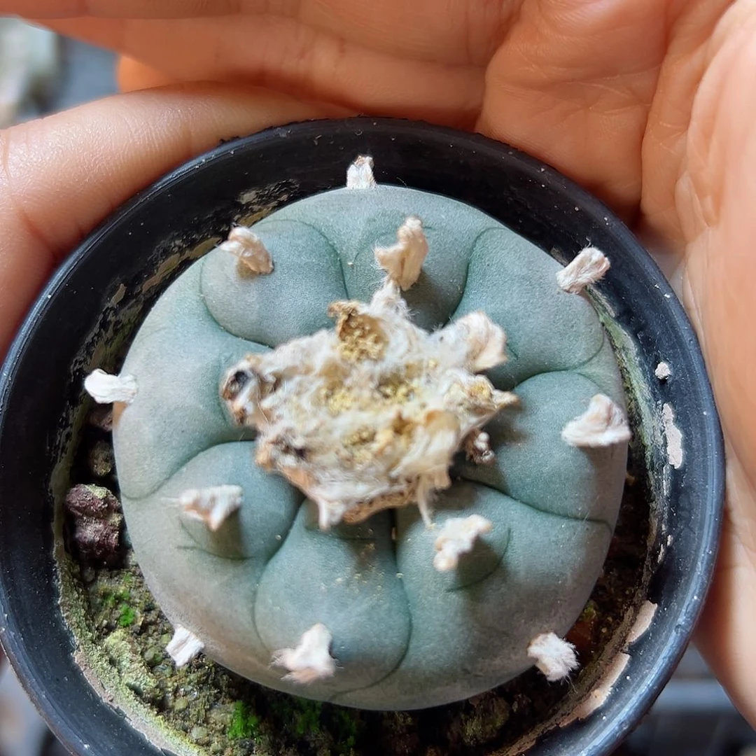 实生长毛kk勒骨乌5公分带盆