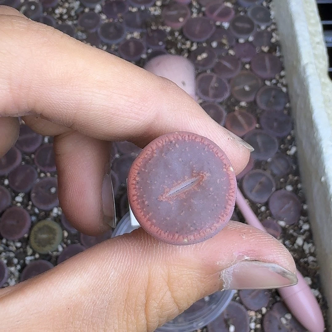 青***苔893 拿去玩玩哈哈