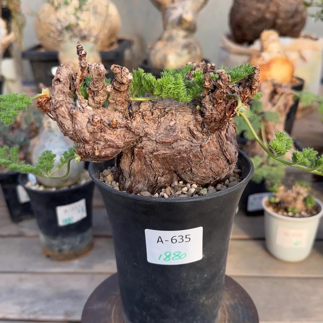 635枯木洋葵块根植物