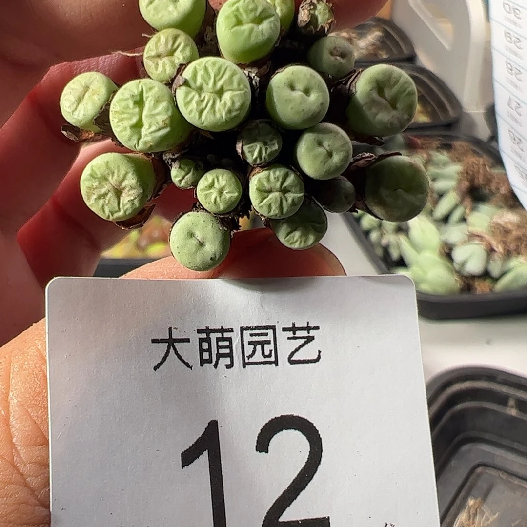 一物一拍带盆土发。  12