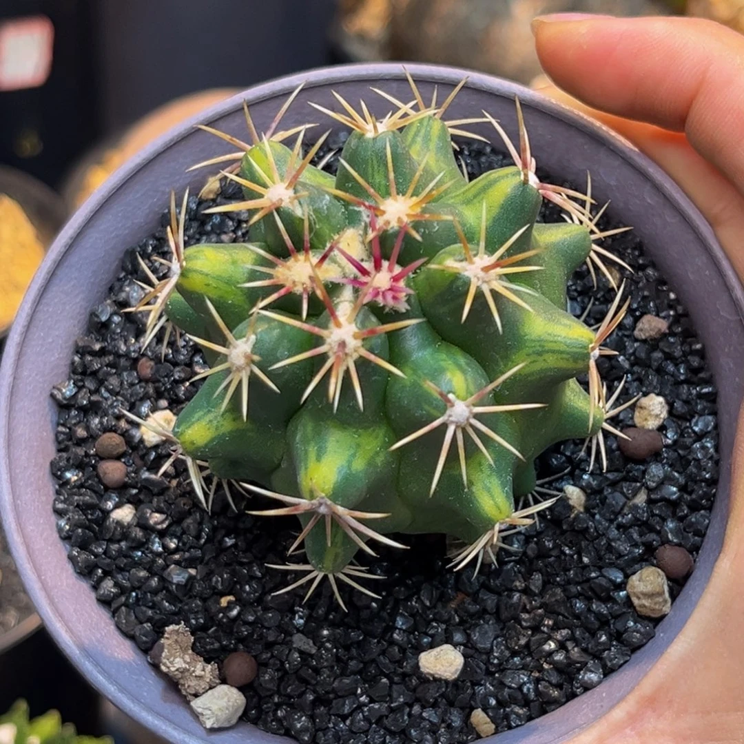 大红鹰X大统领Zzzzzzzzzzzz