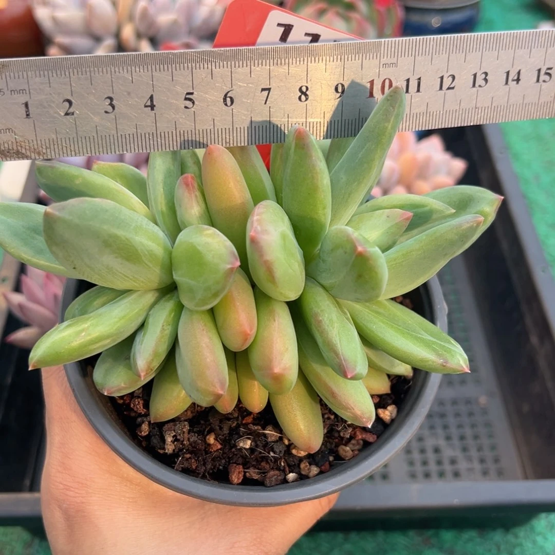 表妹精品多肉植物1135.