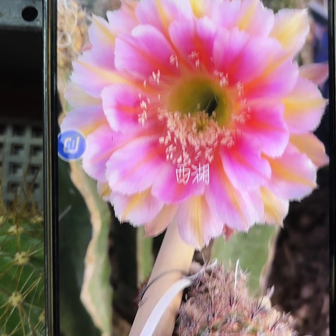 出水芙蓉侧牙20包邮仙人球歪1