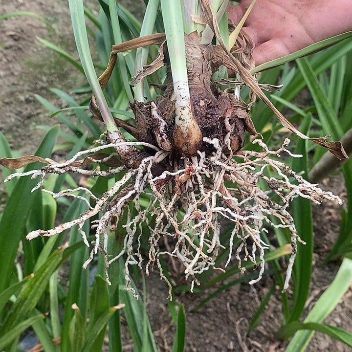 朱顶红雨后群朱一堆侧