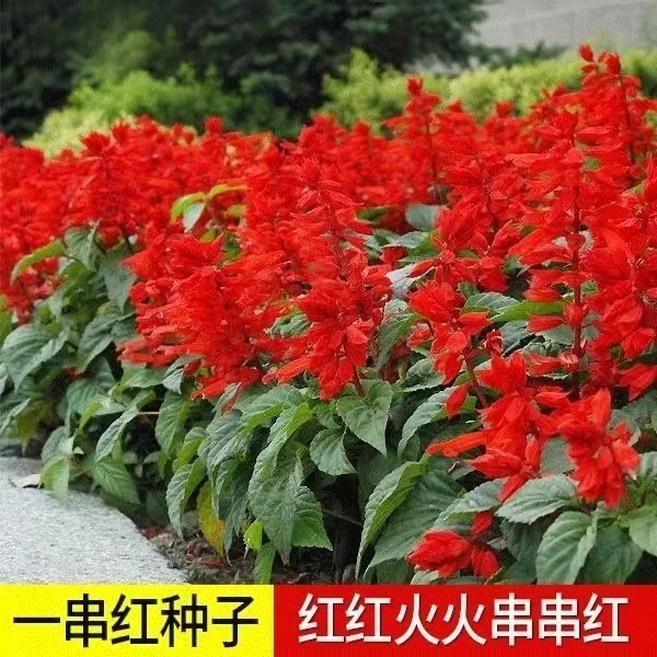 一串红花籽矮串红盆栽观赏花草籽耐热花期长庭院花海植物花卉种子