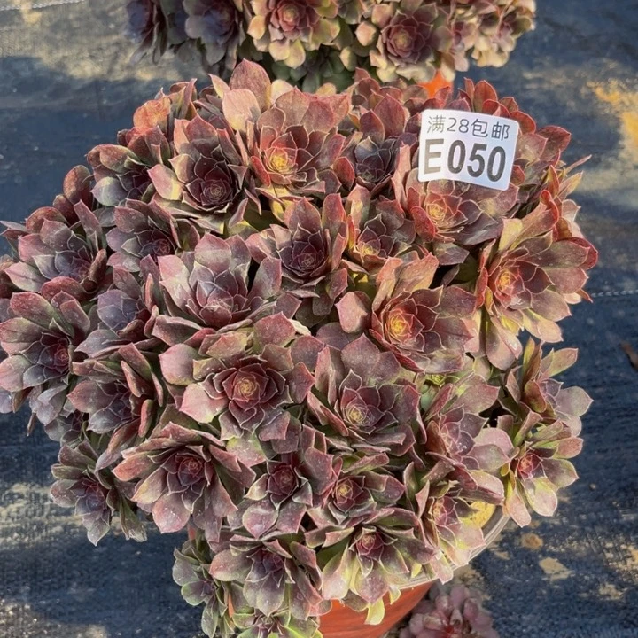 黑魔朵朵多肉植物捧花