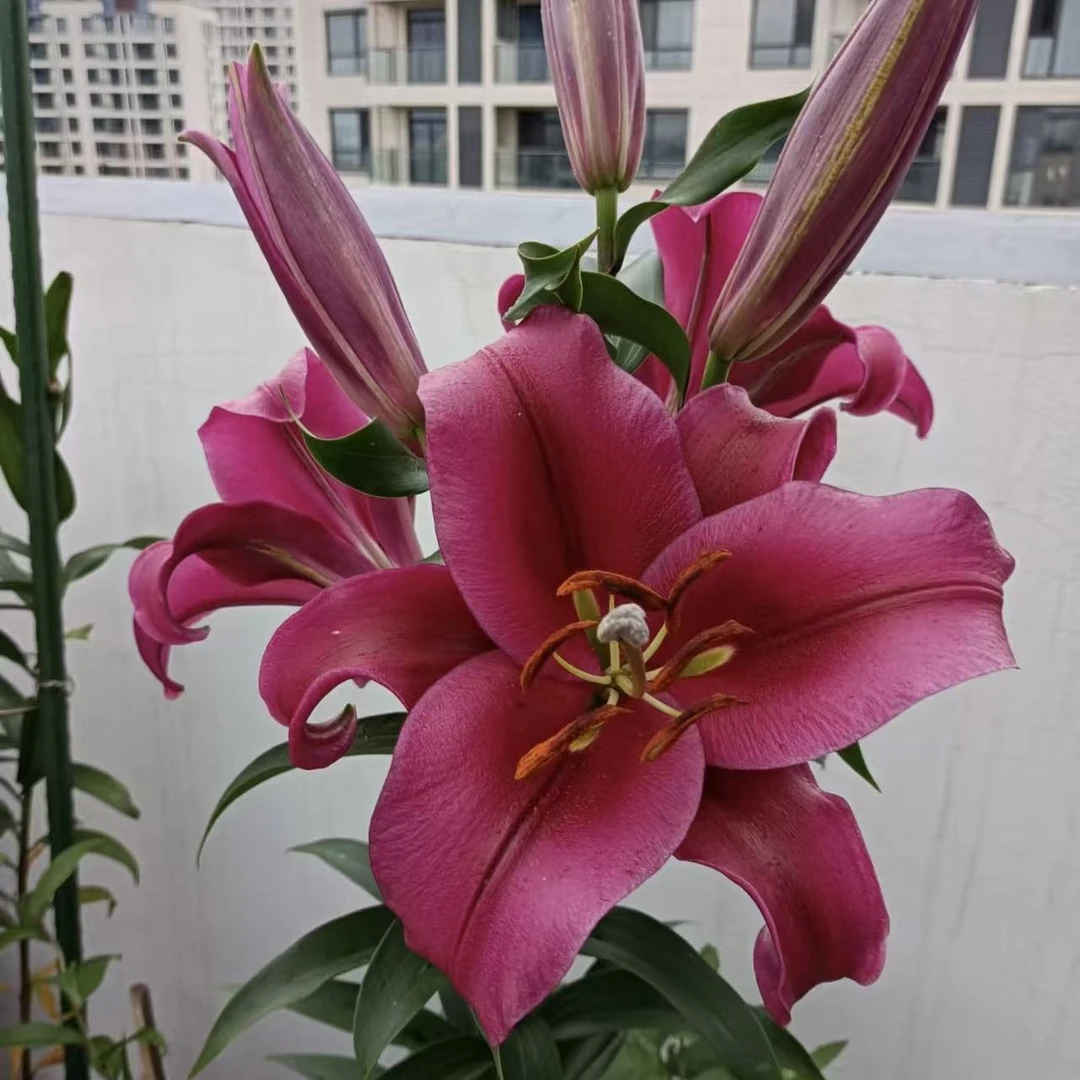《中国红》1颗单瓣百合盆栽阳台庭院地栽盆栽