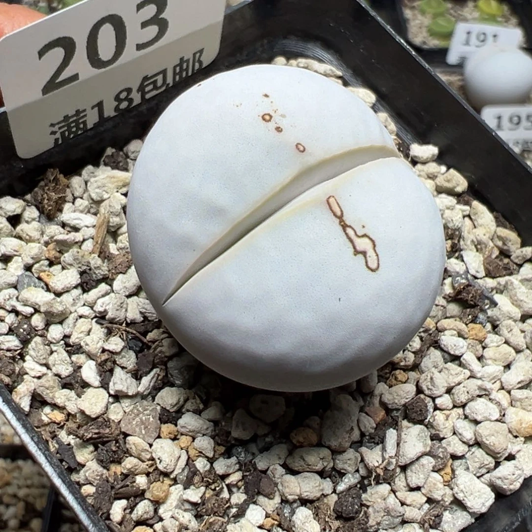 【闪购商品】 203。