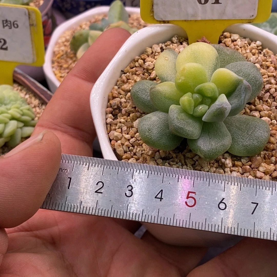 661冰玉石化锦黄锦……