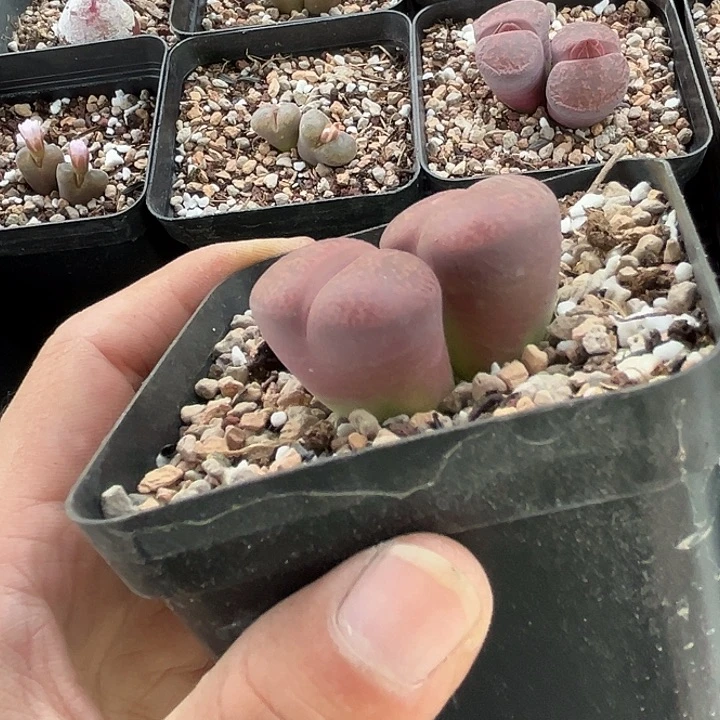 13生石花 酒红紫薰28包邮 脱土发
