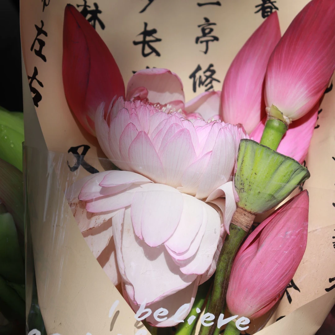 手动开花,太湖荷花,现采现发,鲜切花,重瓣荷花