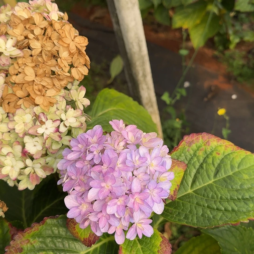 大部分花苞少量开放19