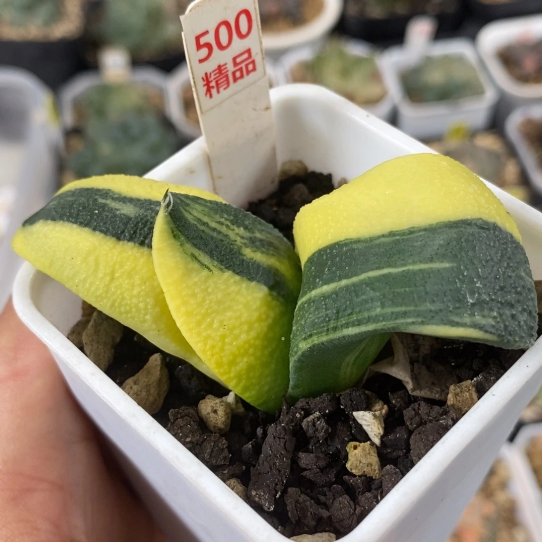 500实生卧牛锦一物一拍