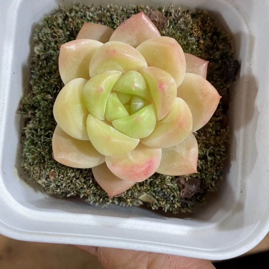 精品多肉一物拍不包整125
