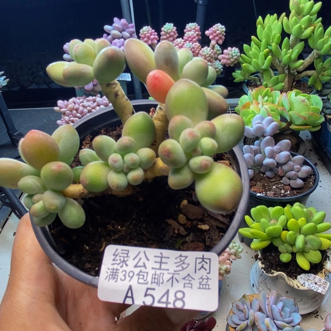 548苹果奶多肉7cm