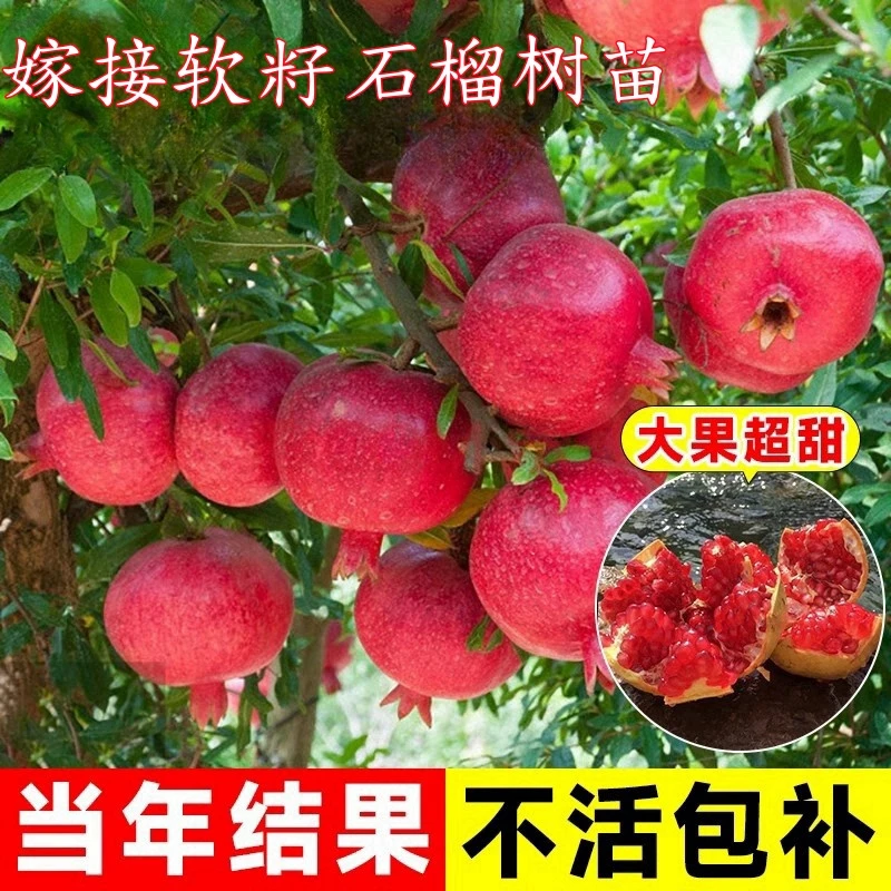 石榴树树苗突尼斯软籽石榴苗大红袍无籽甜石榴苗庭院果树果苗盆栽