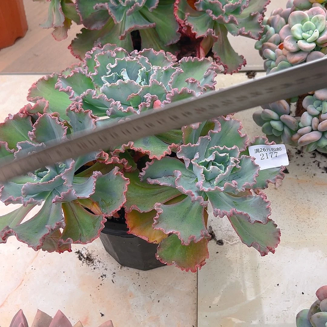 Z***Z2177舞会红裙多肉植物