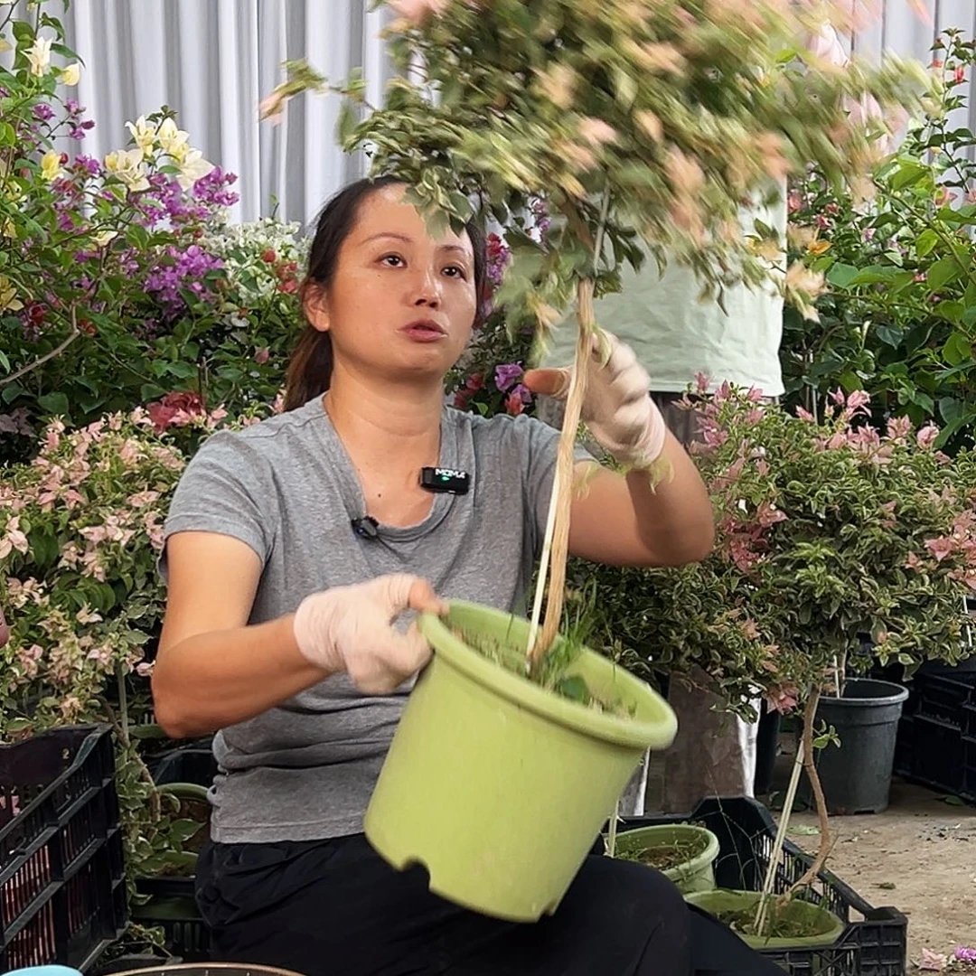 w***e大部分花苞少量开放L48少女心
