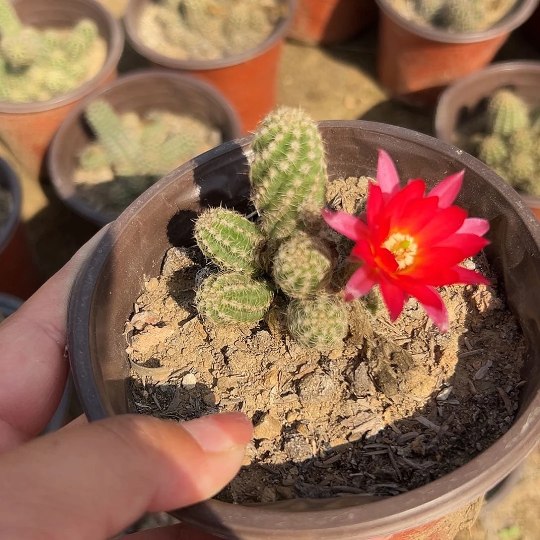 多肉植物白檀开花