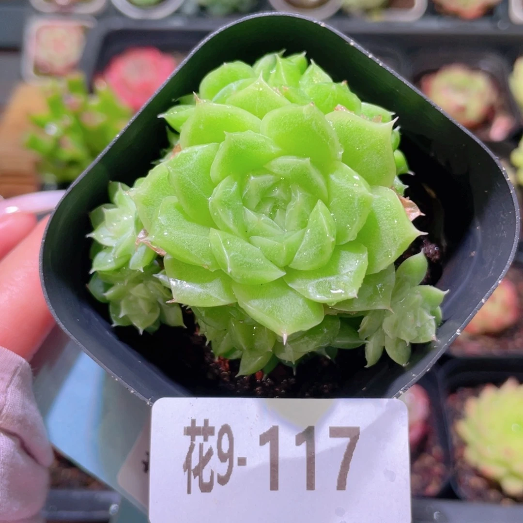 花利美9-117麦秆群