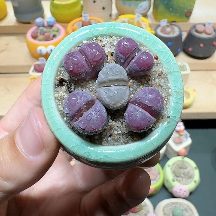 红陶蘑菇806红大内