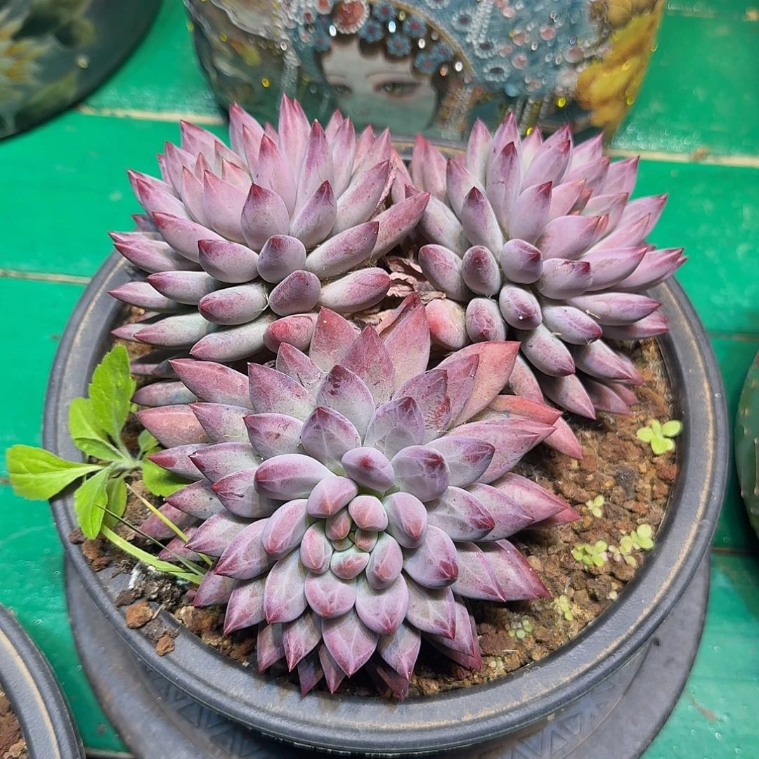 丁***亮多肉植物多肉植物