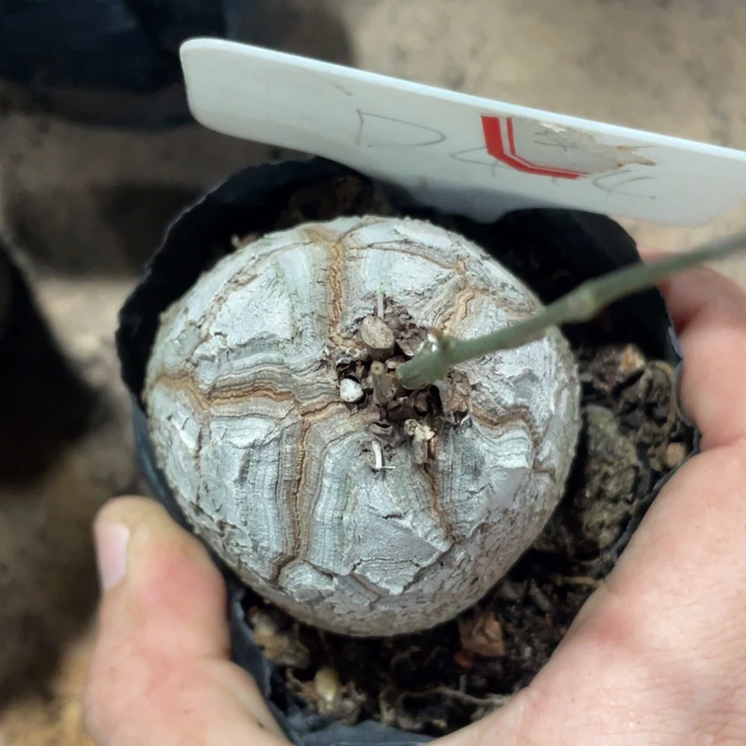 ****头龟甲龙，4.7公分，一物一拍