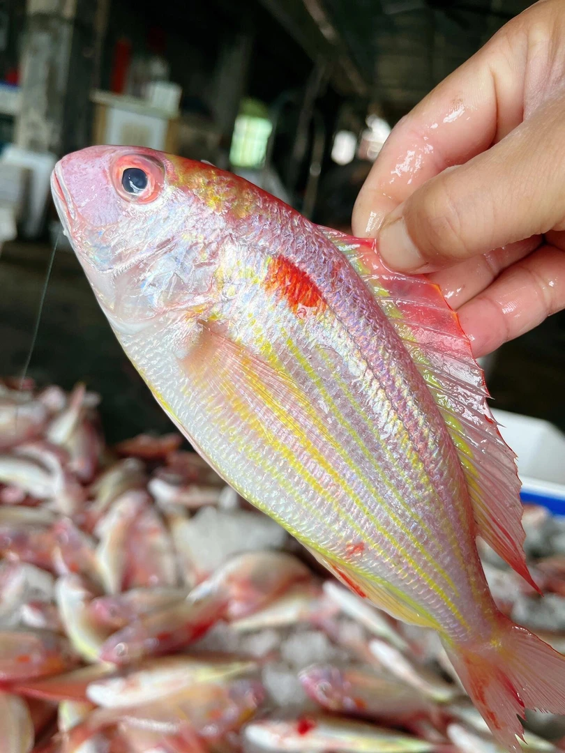 湛江野生红杉鱼 天然海鱼 多肉无小刺 干煎香喷喷 顺丰发货