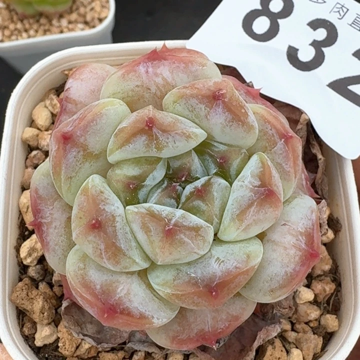 冰魄  开播福利多肉植物