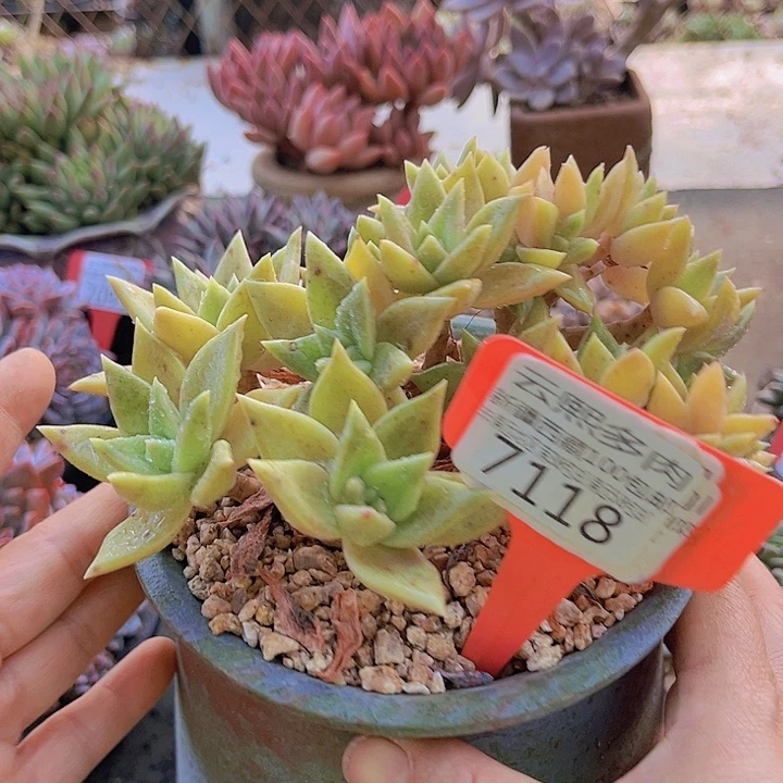 7118黄金表丽娜。
