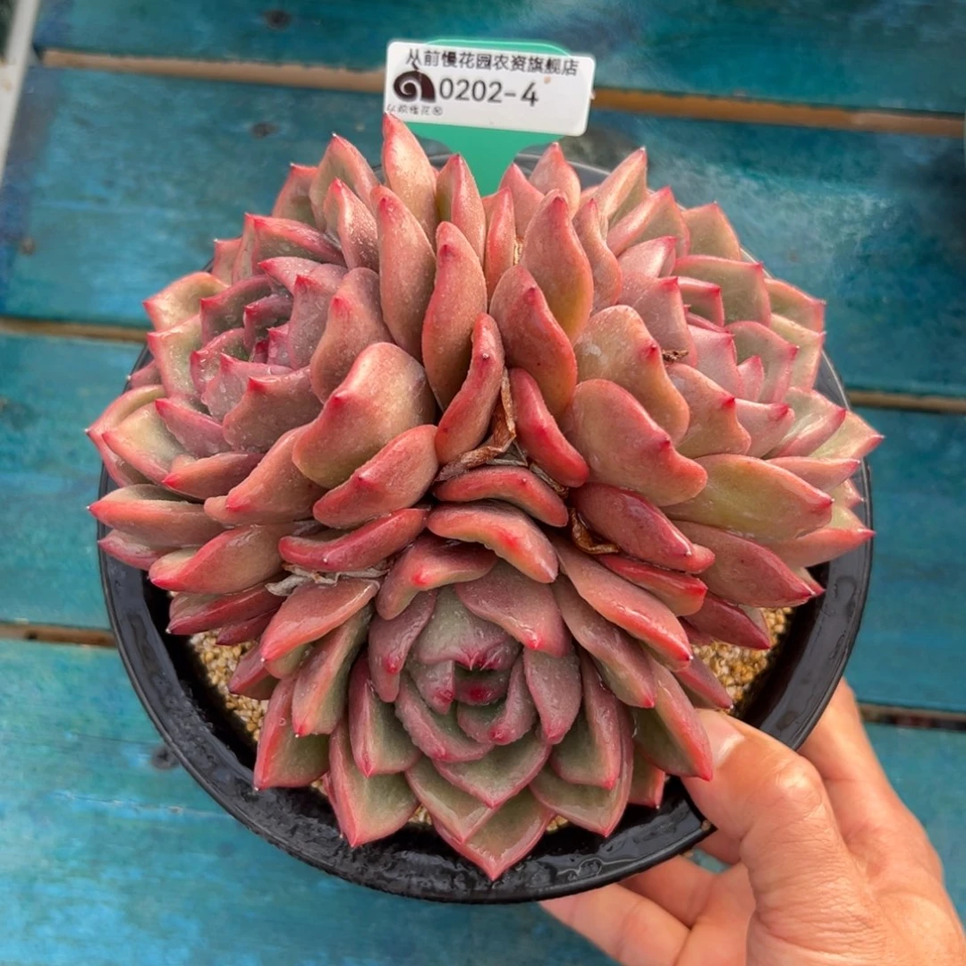 多肉一物一拍0201-4