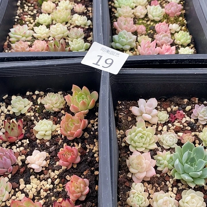 19 多肉植物盆栽花卉