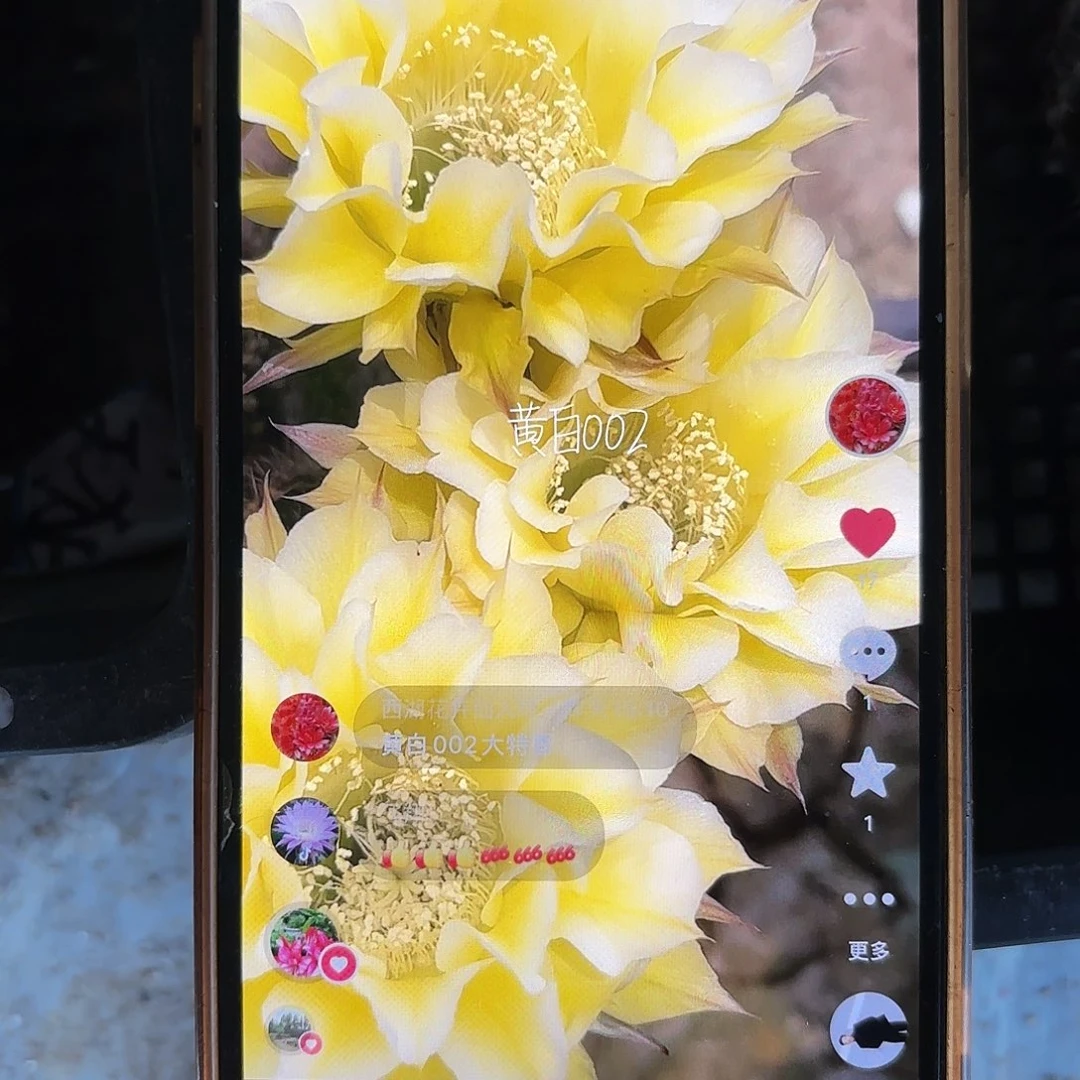 黄白002彩侧牙20包邮仙人球3瑕疵