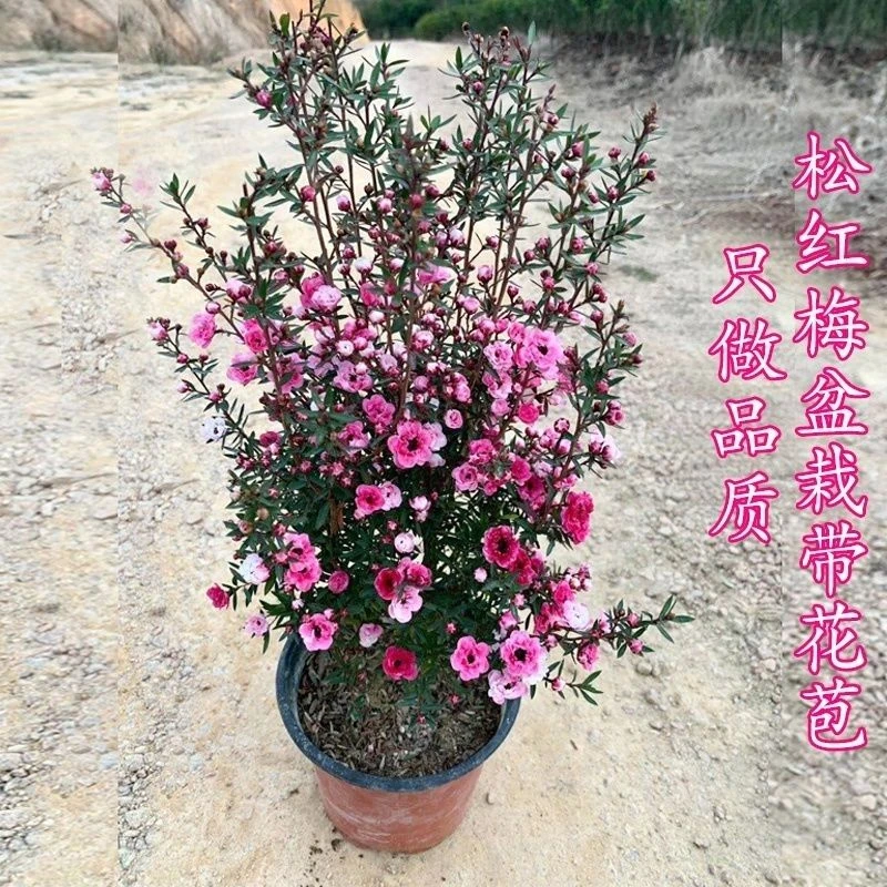 澳洲松红梅腊梅带花苞三色梅室内花卉盆栽一树多色耐寒四季花