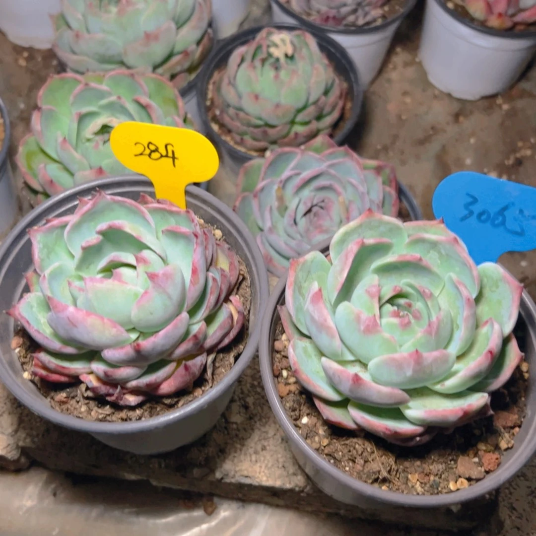 糠**糖惊鸿娃娃两颗3065.284号