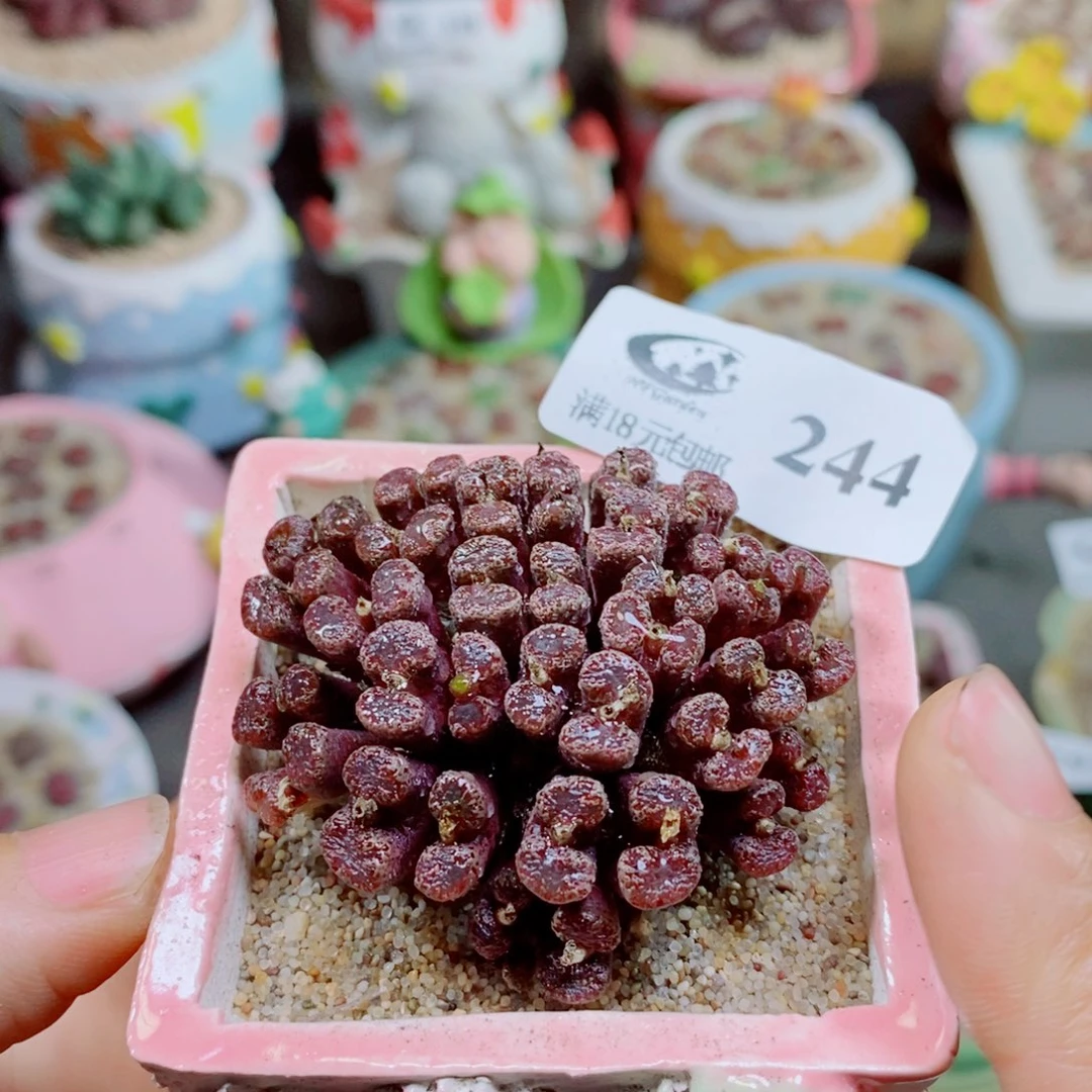 樱****生石花花花花花花244