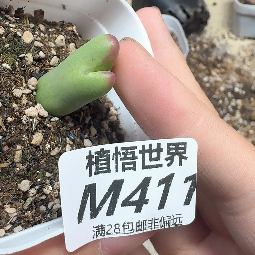 多肉植物的润泽evq