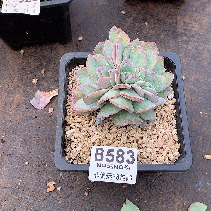 血凤缀化 583 需延迟发货
