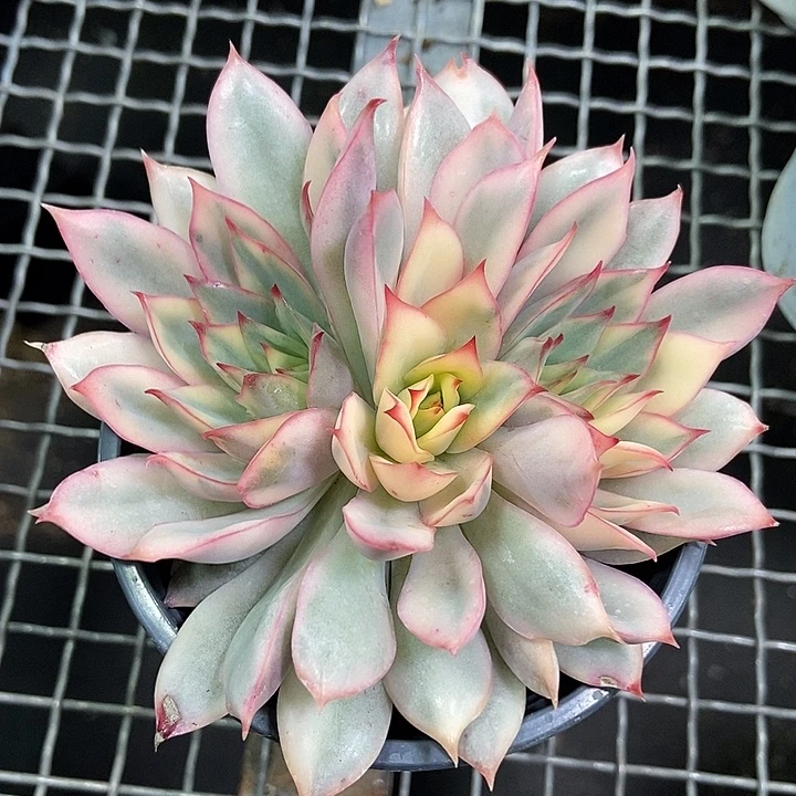 月光女神锦多肉植物