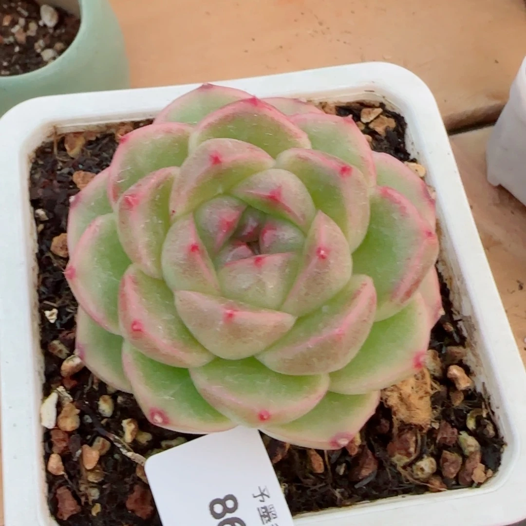 M100，8665多肉植物