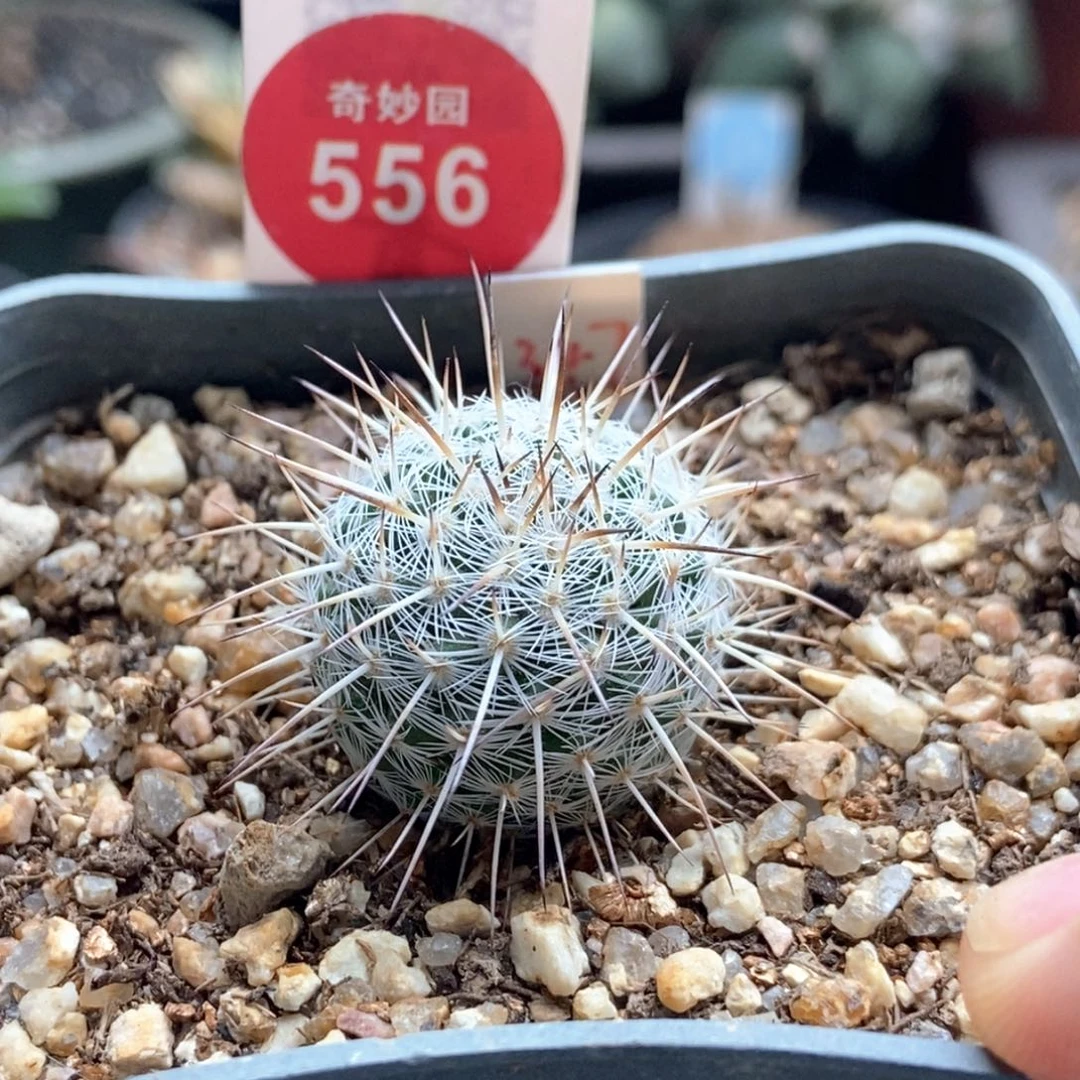 实生特选长刺白王丸2.2 cm