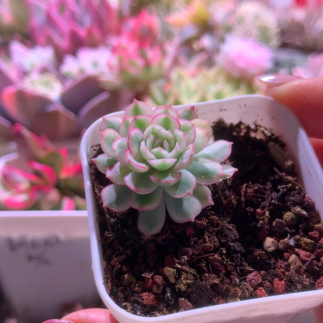 超白基因梦幻玫瑰覆轮锦有根