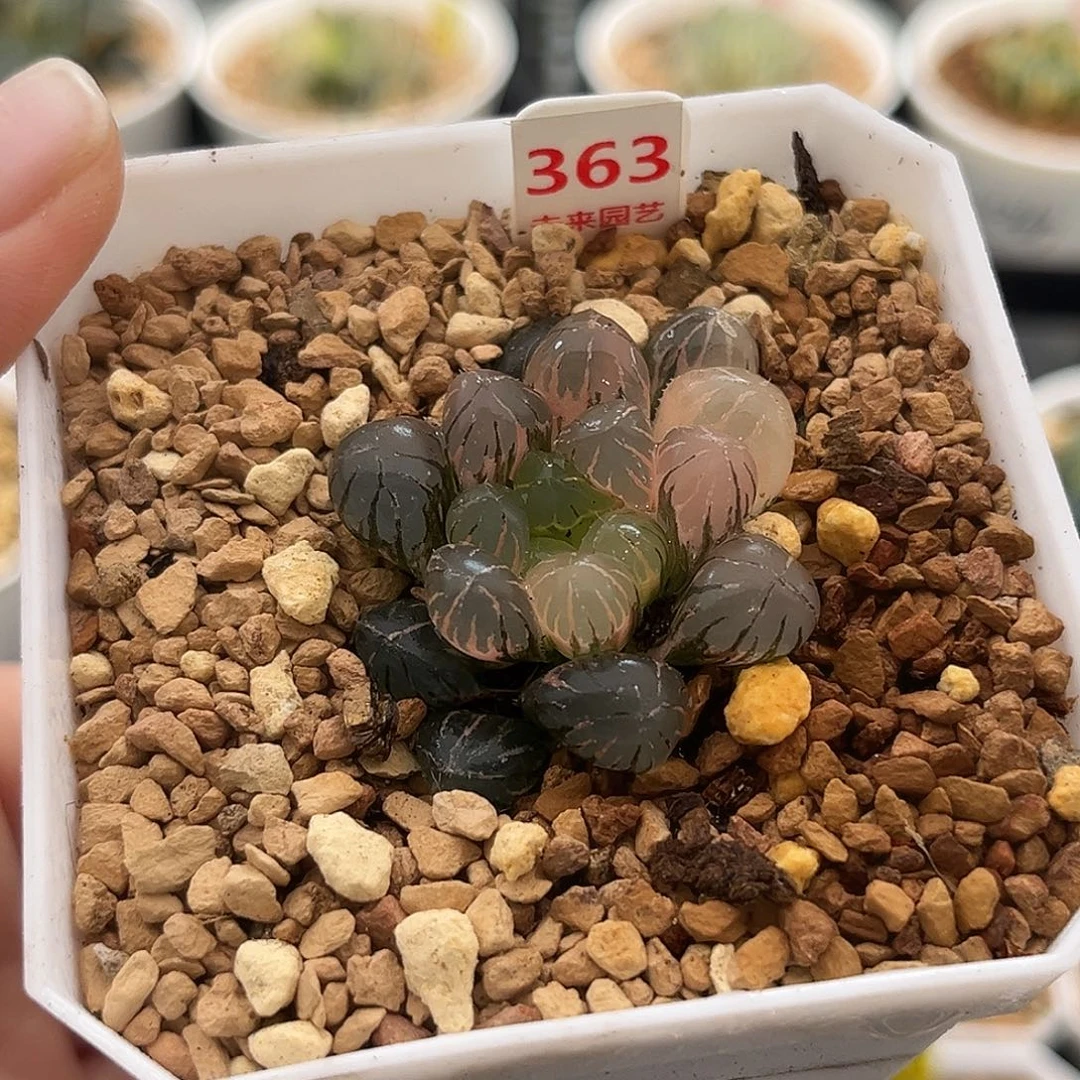 363冰灯玉露锦福利福利