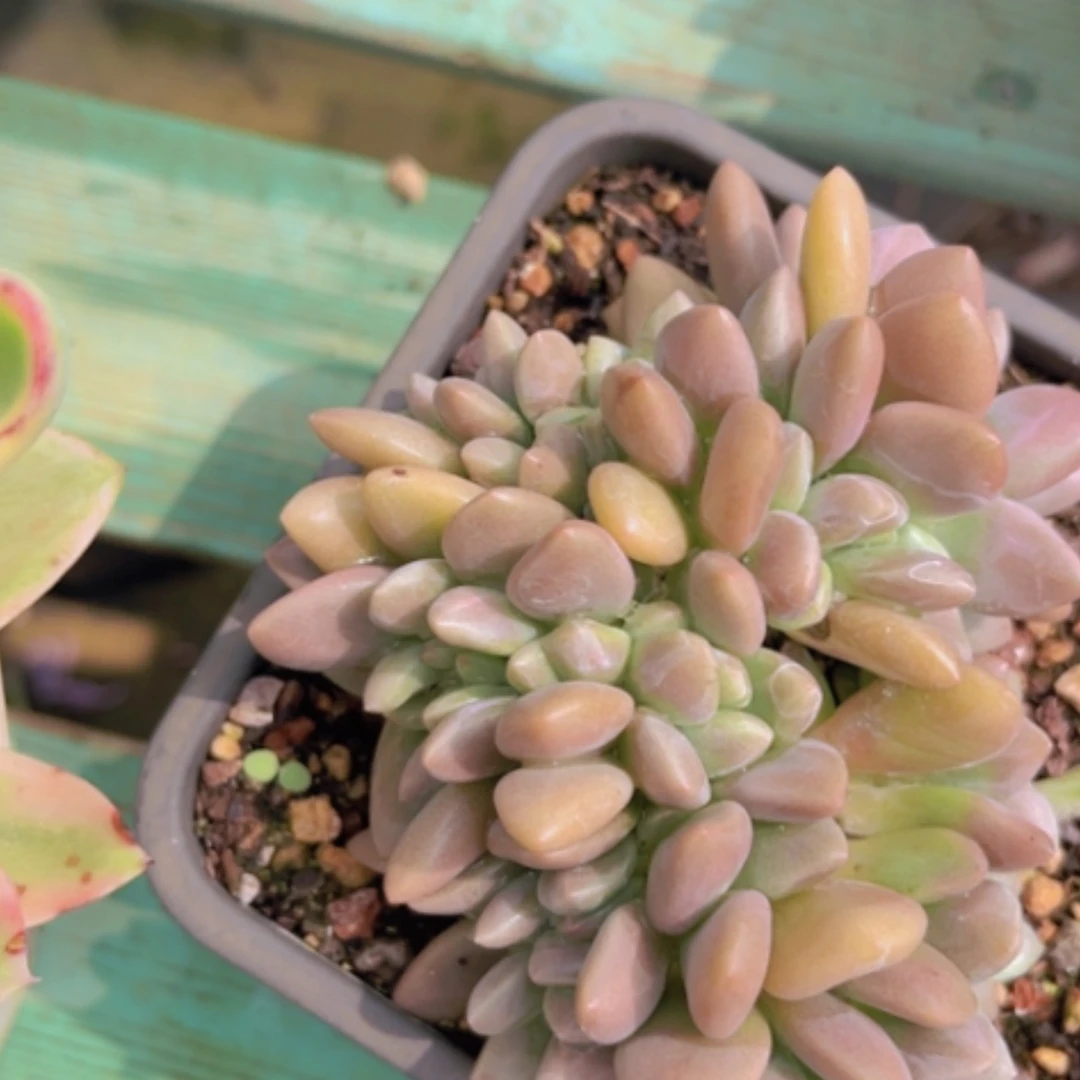【闪购商品】桃花源缀2795