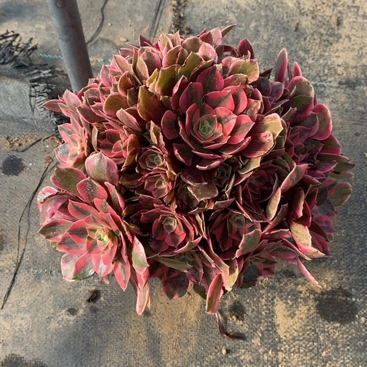 女妖16多肉植物法师法师