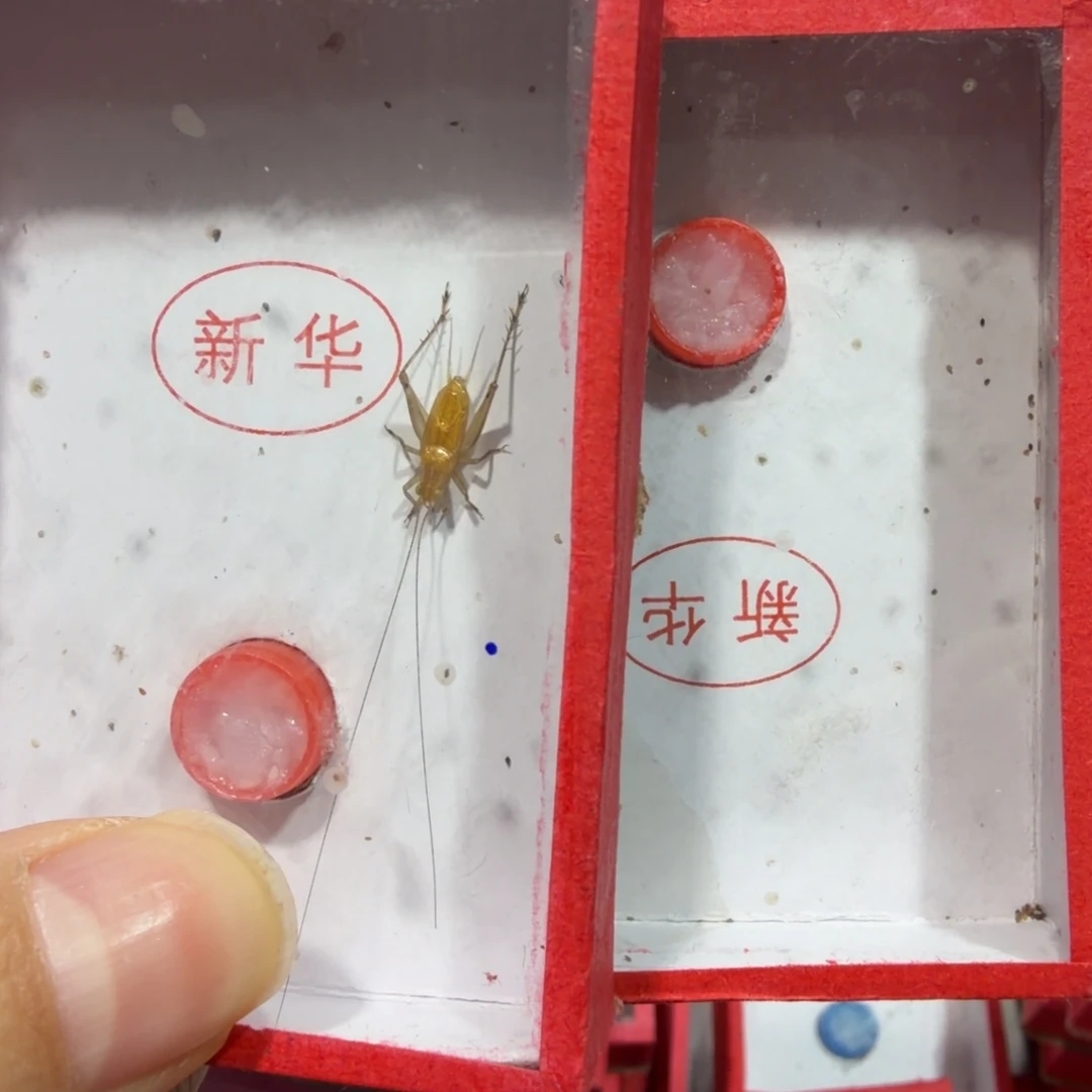 蟋蟀新华中须两条