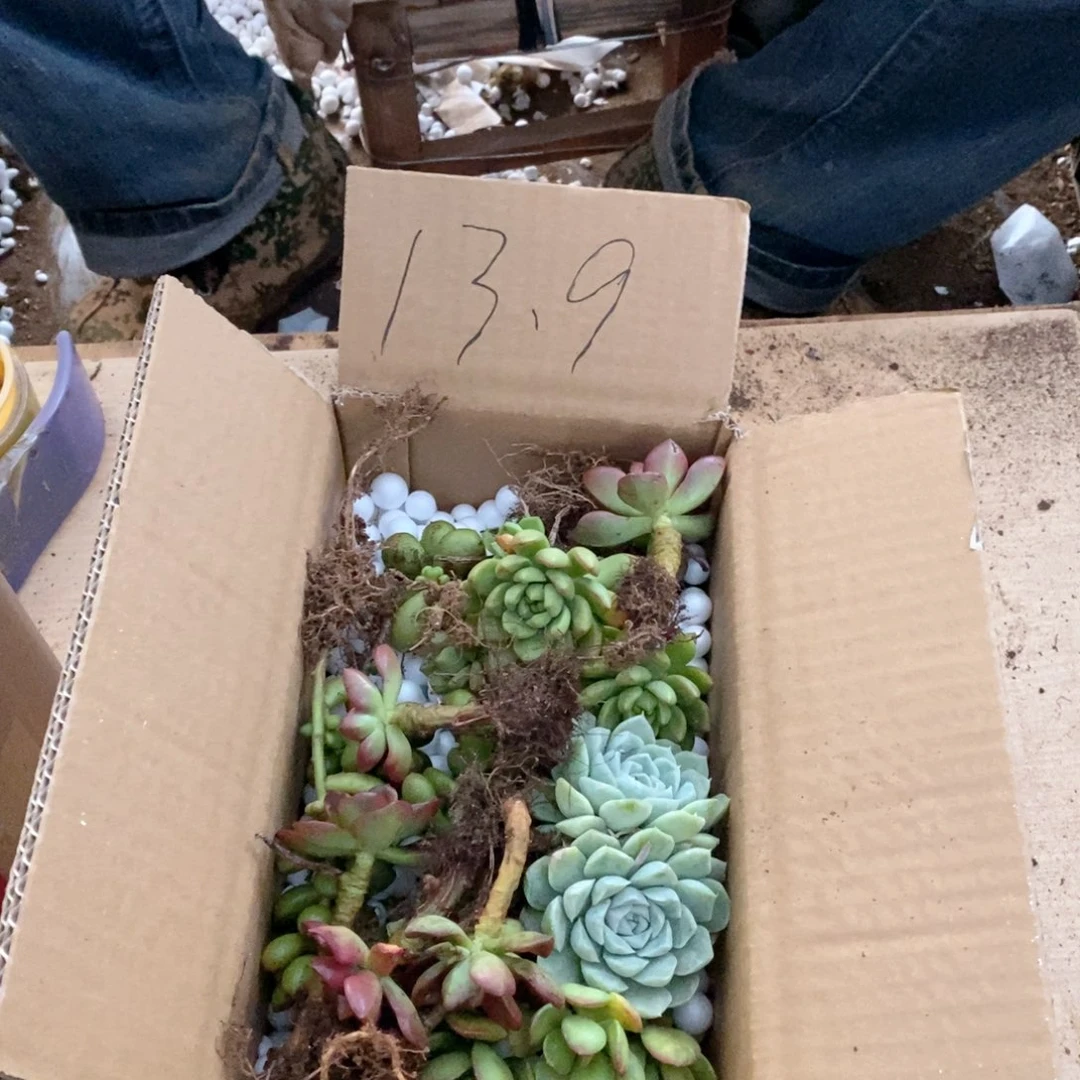 仙***、13.9不知道几颗版本