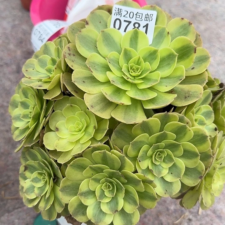 0781雨荷多肉植物